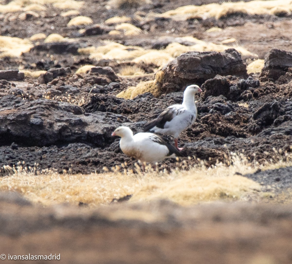 Andean Goose - ML642009946
