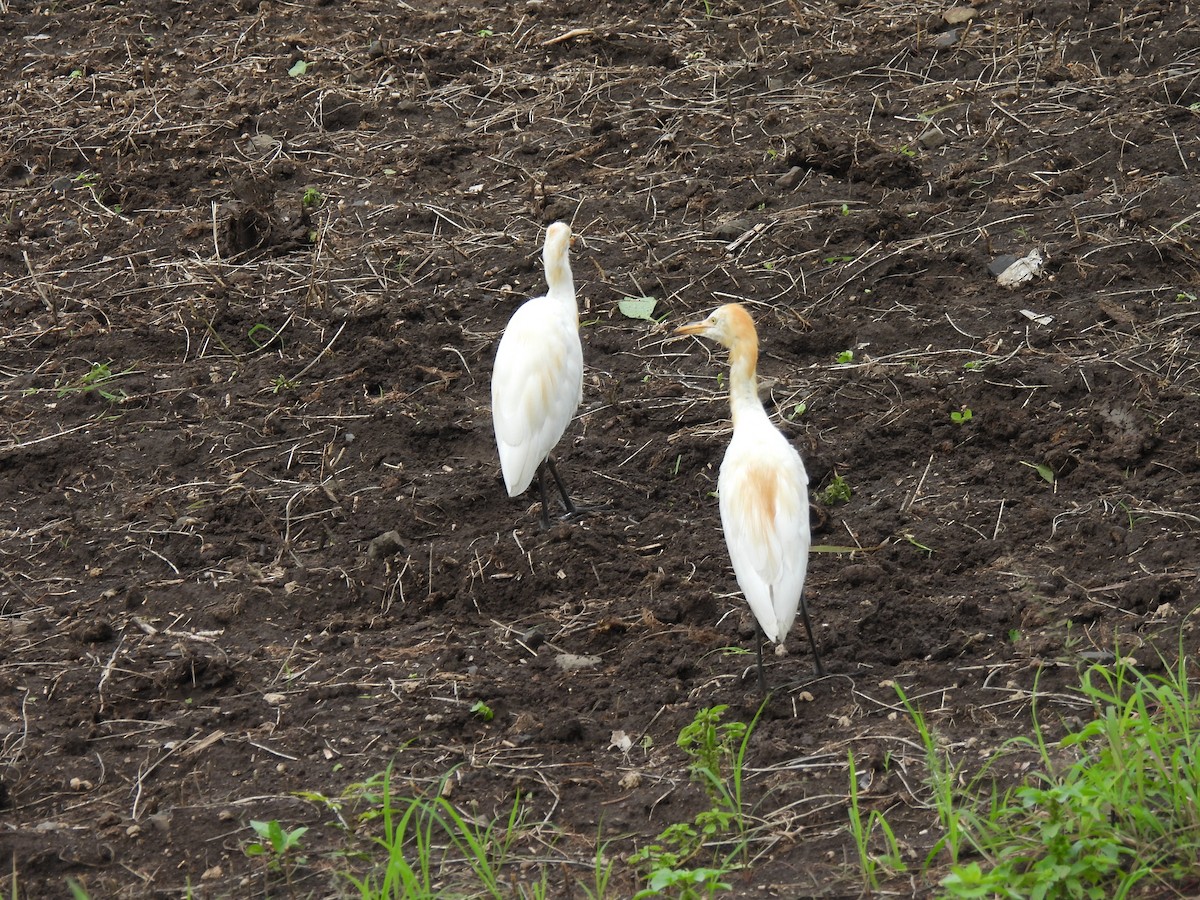 Eastern Cattle-Egret - ML642009947