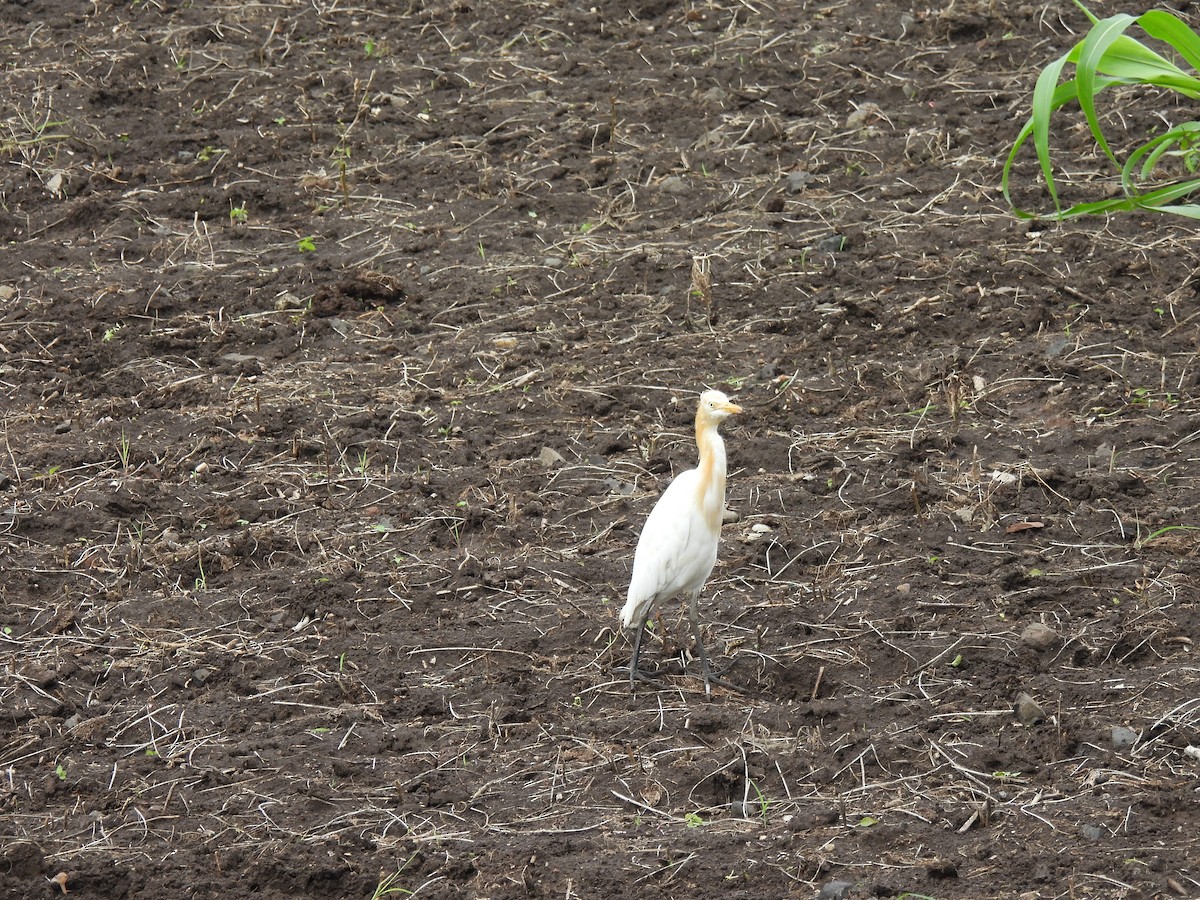 Eastern Cattle-Egret - ML642009948