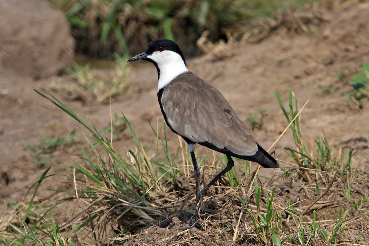 Spur-winged Lapwing - ML642009949