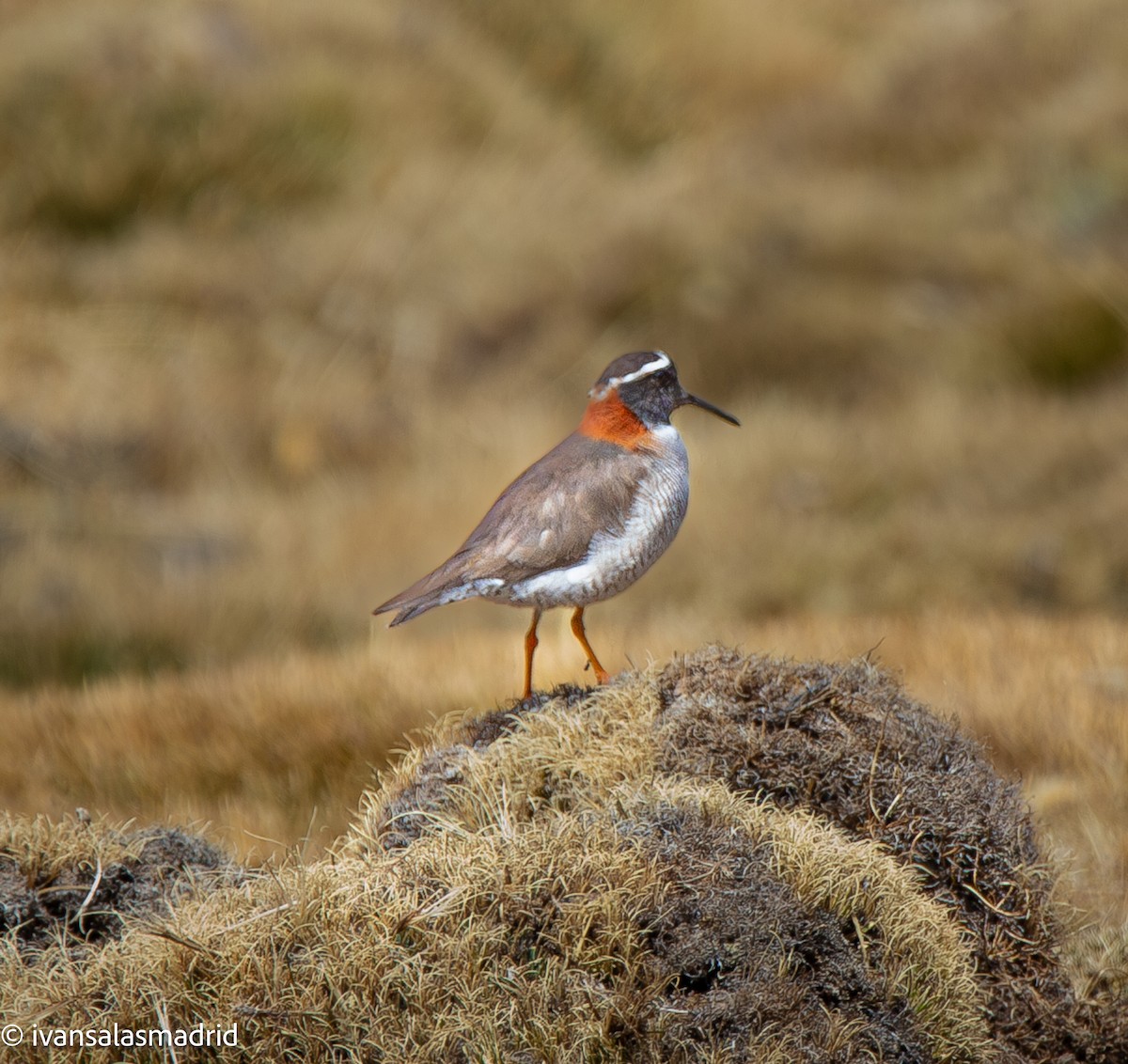 Diademed Sandpiper-Plover - ML642009951