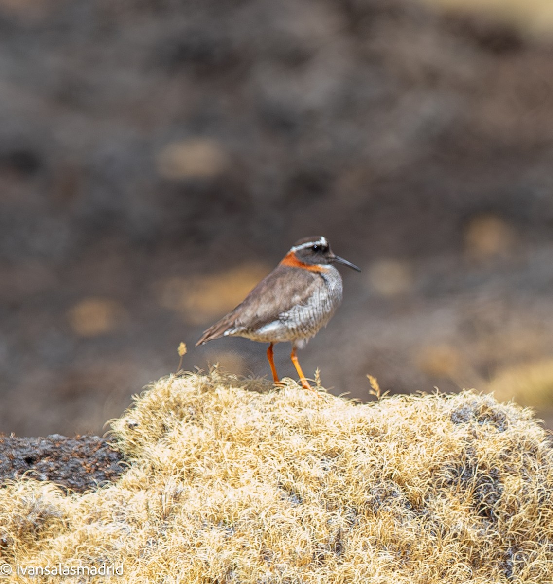 Diademed Sandpiper-Plover - ML642009952