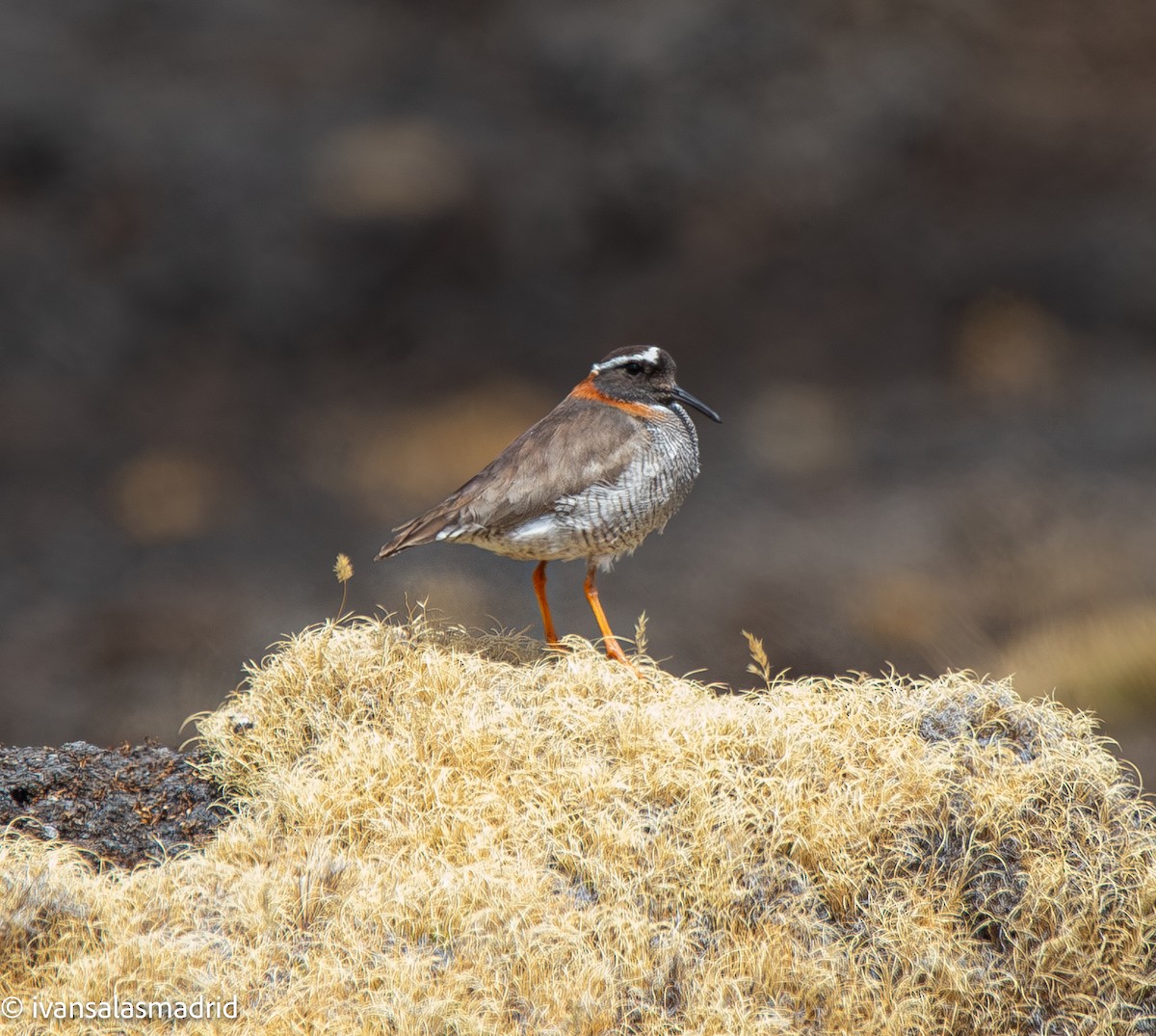Diademed Sandpiper-Plover - ML642009953