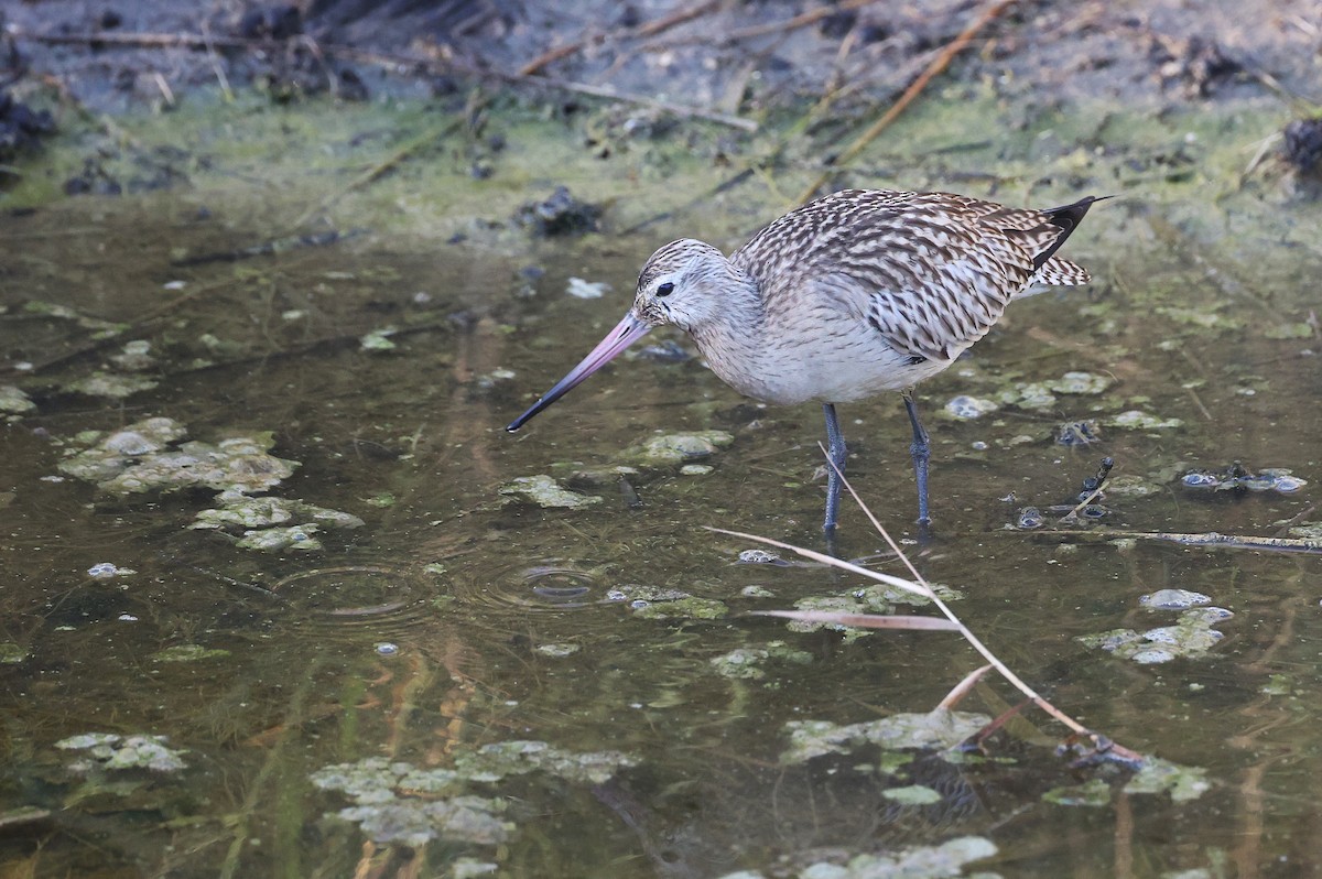 Bar-tailed Godwit - ML642009956