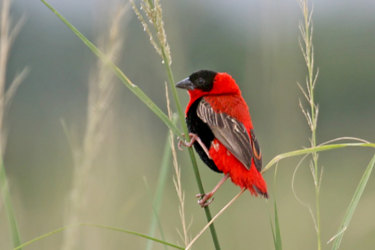 Northern Red Bishop - ML642009959