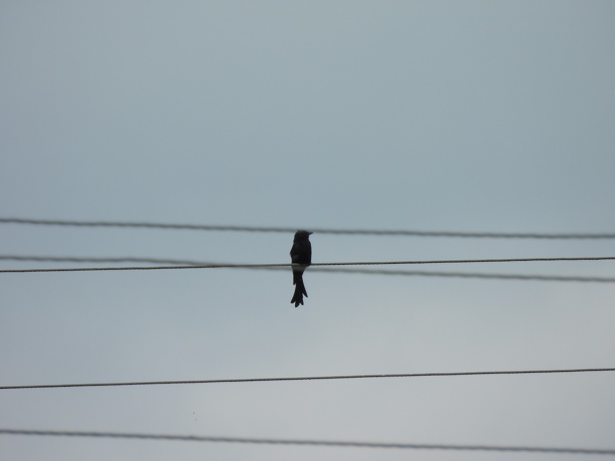 drongo černý - ML642009968
