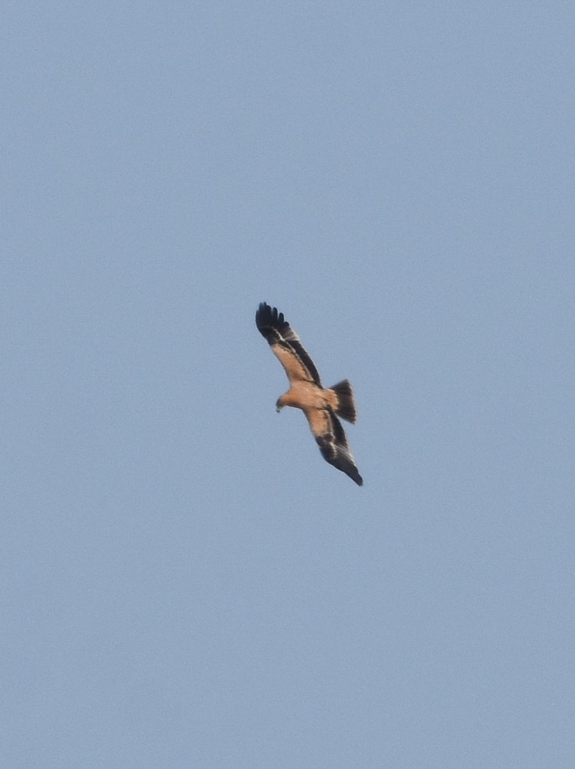 Aquila imperiale iberica - ML642009972