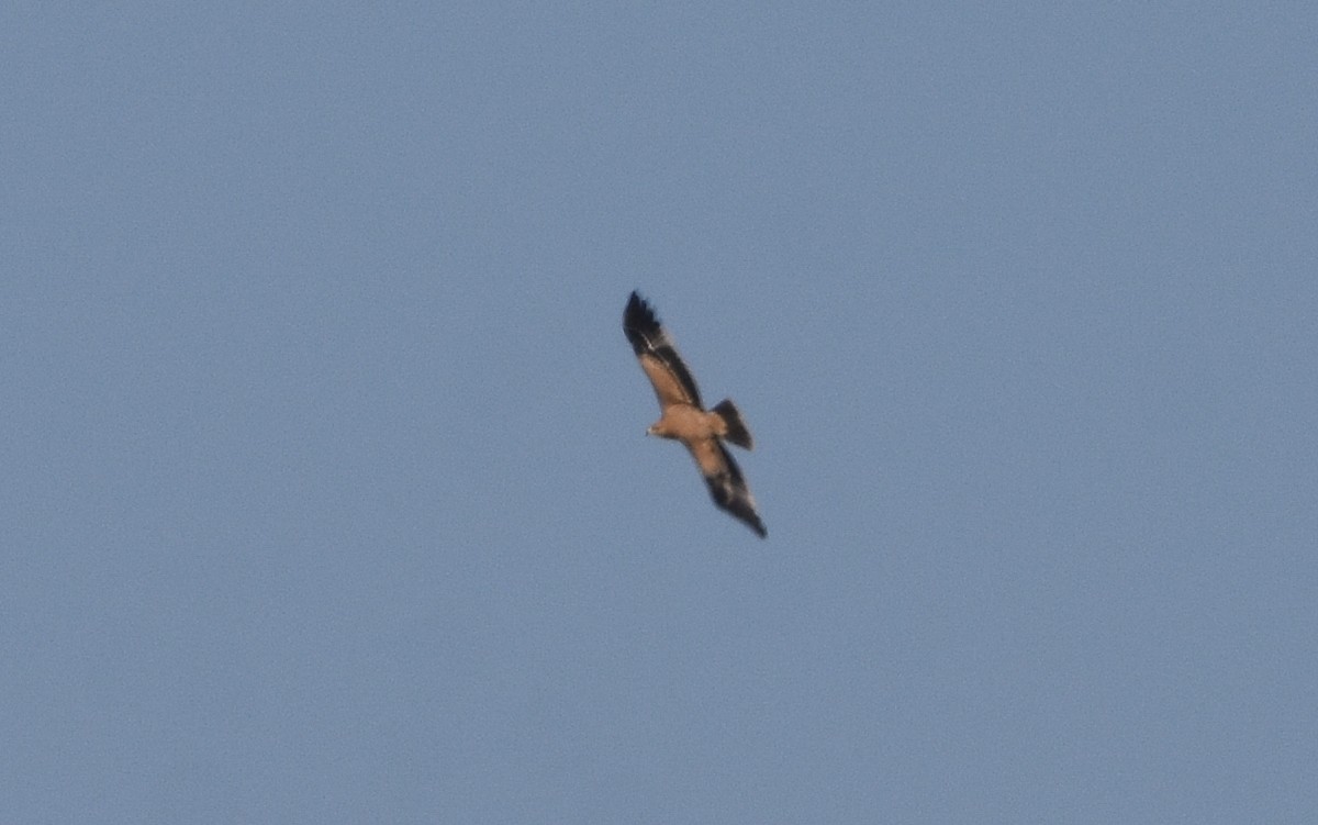 Aquila imperiale iberica - ML642009976