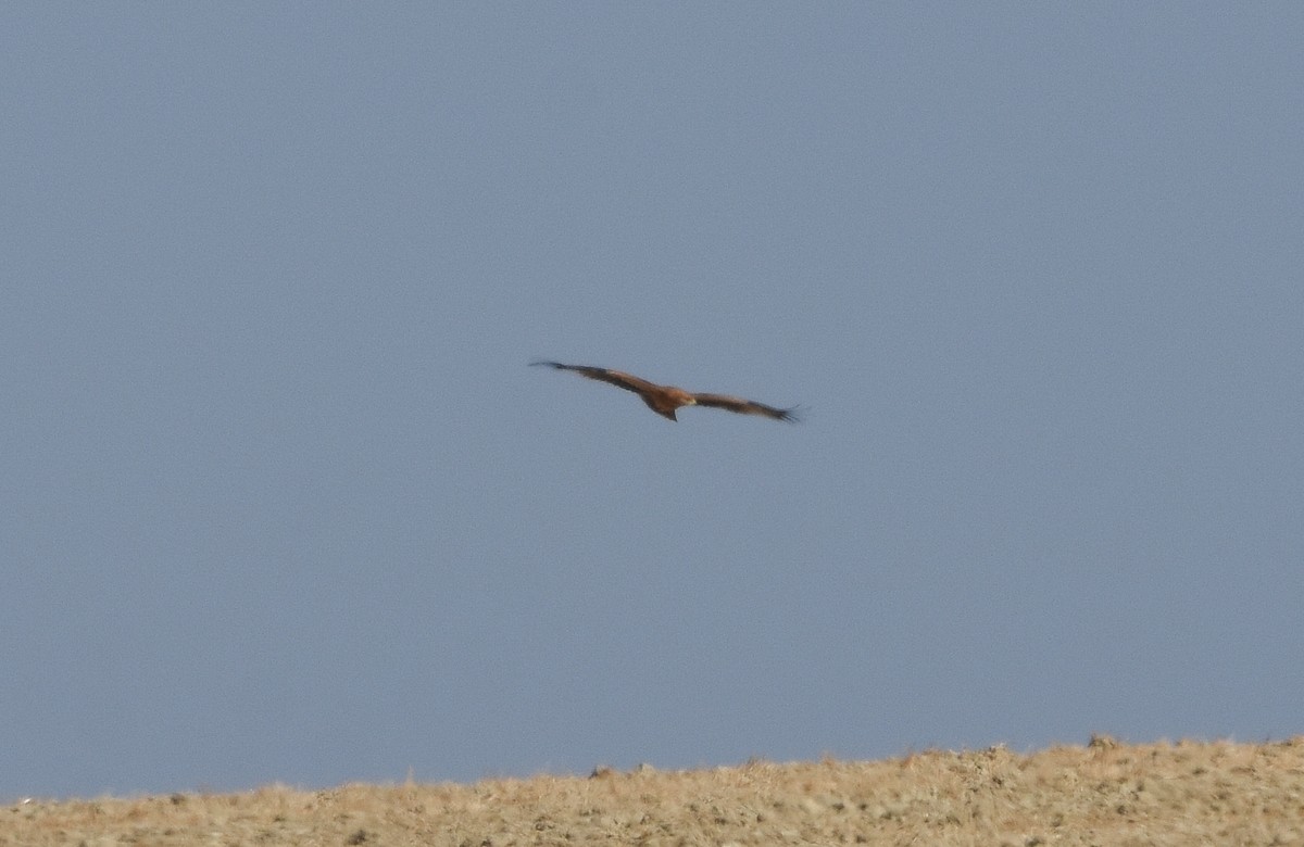 Aquila imperiale iberica - ML642009979