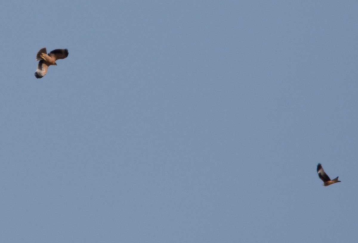 Aquila imperiale iberica - ML642009980