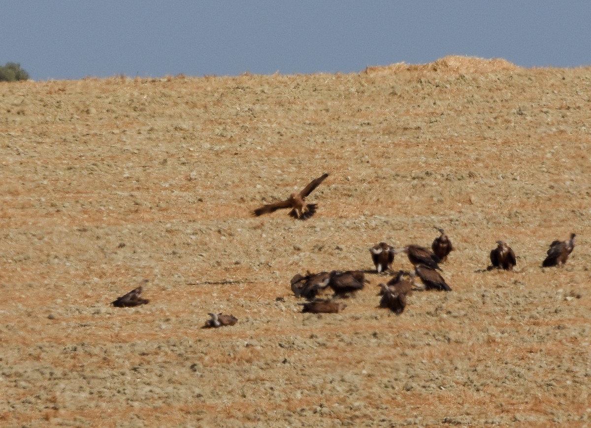 Aquila imperiale iberica - ML642009982