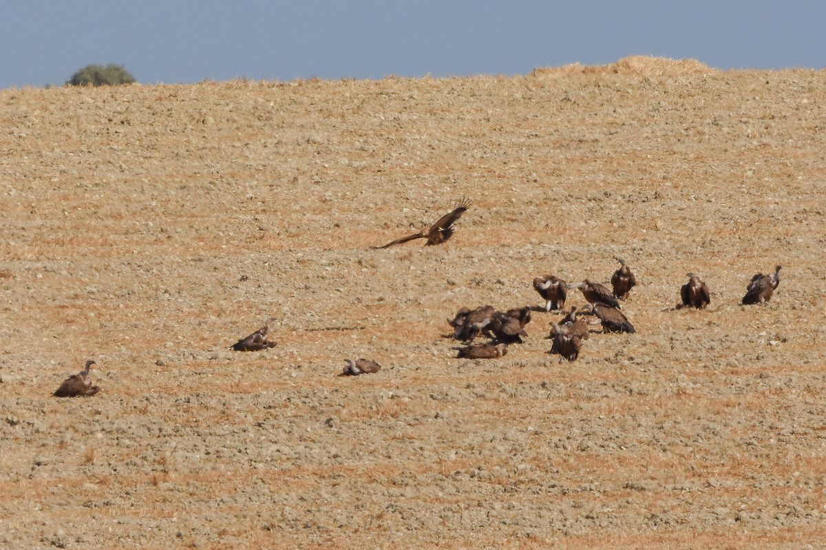 Aquila imperiale iberica - ML642009983