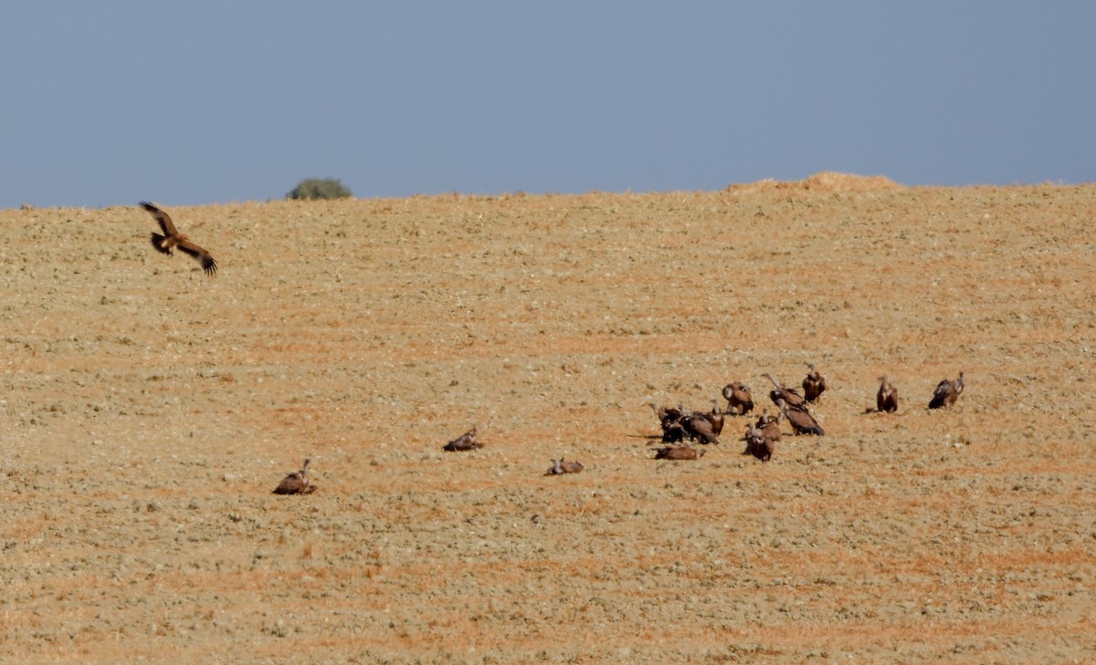 Aquila imperiale iberica - ML642009984
