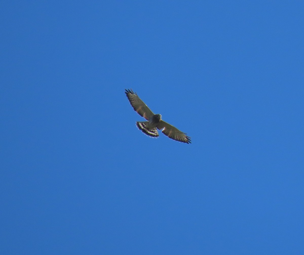 Broad-winged Hawk - ML642009987