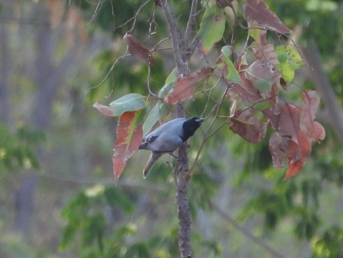 Oruguero Carinegro - ML642009991