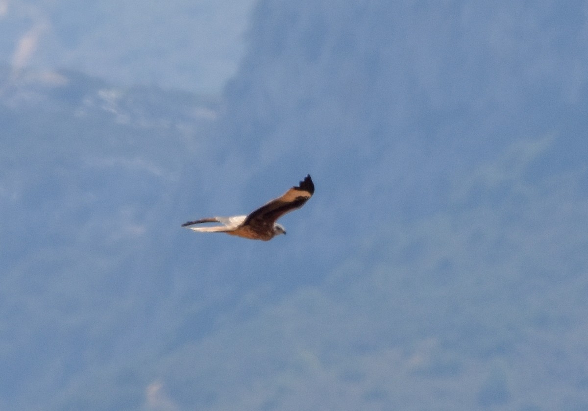 Red Kite - ML642009996