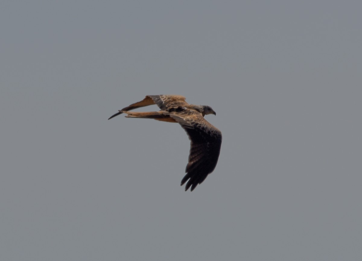 Red Kite - ML642009997