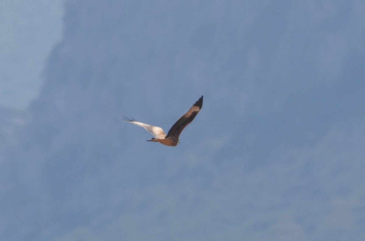 Red Kite - ML642009998
