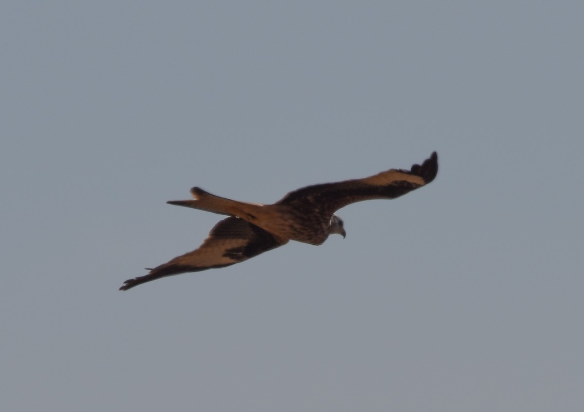 Red Kite - ML642009999
