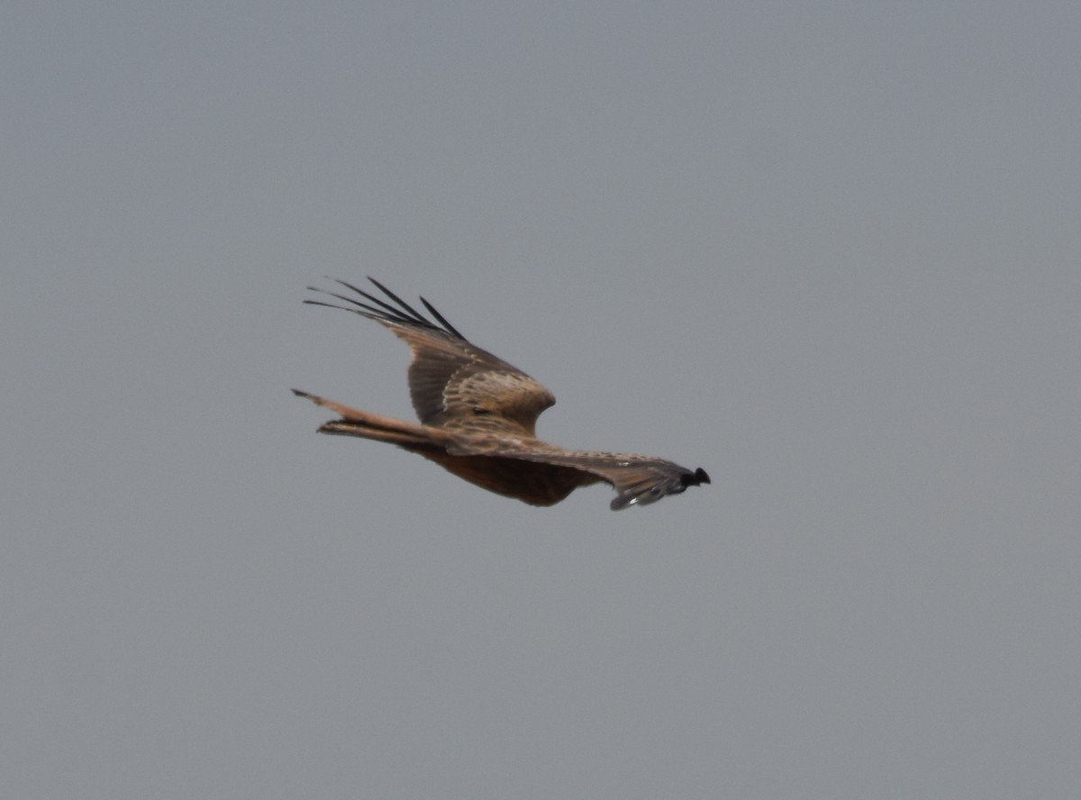 Red Kite - ML642010000