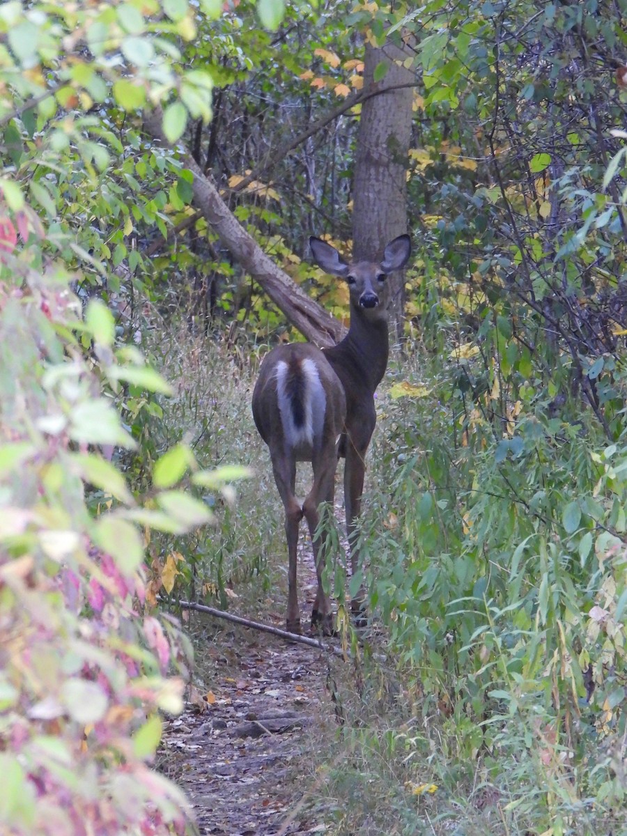 Animals - ML642010027