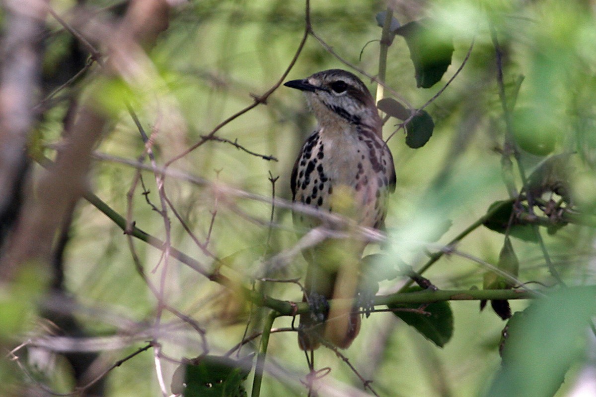 Spotted Morning-Thrush - ML642010040