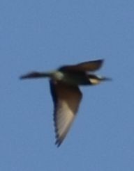 European Bee-eater - ML642010063