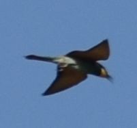 European Bee-eater - ML642010064