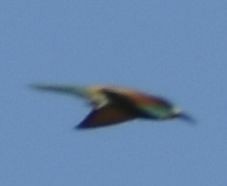 European Bee-eater - ML642010065