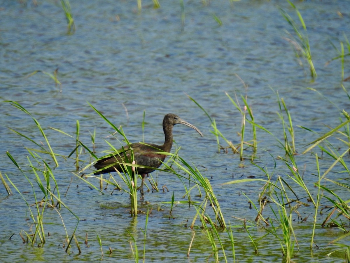 Ibis falcinelle - ML642010103