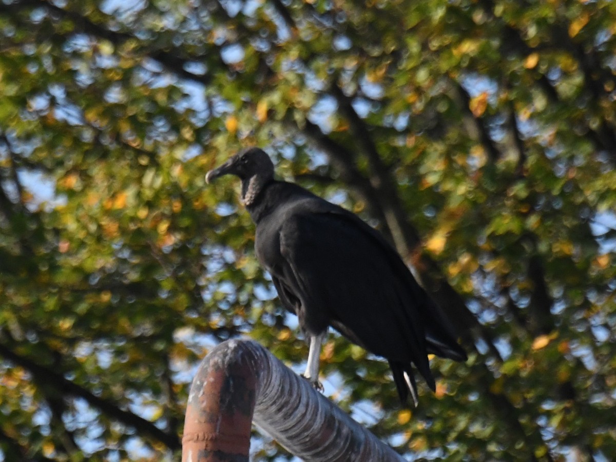 Urubu noir - ML642010105