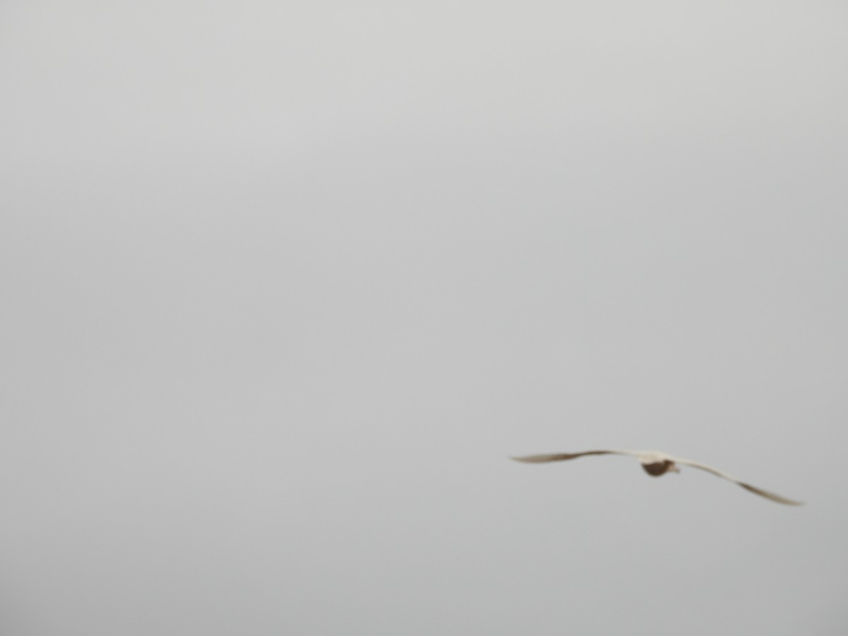 Ipar-kaioa - ML642010158