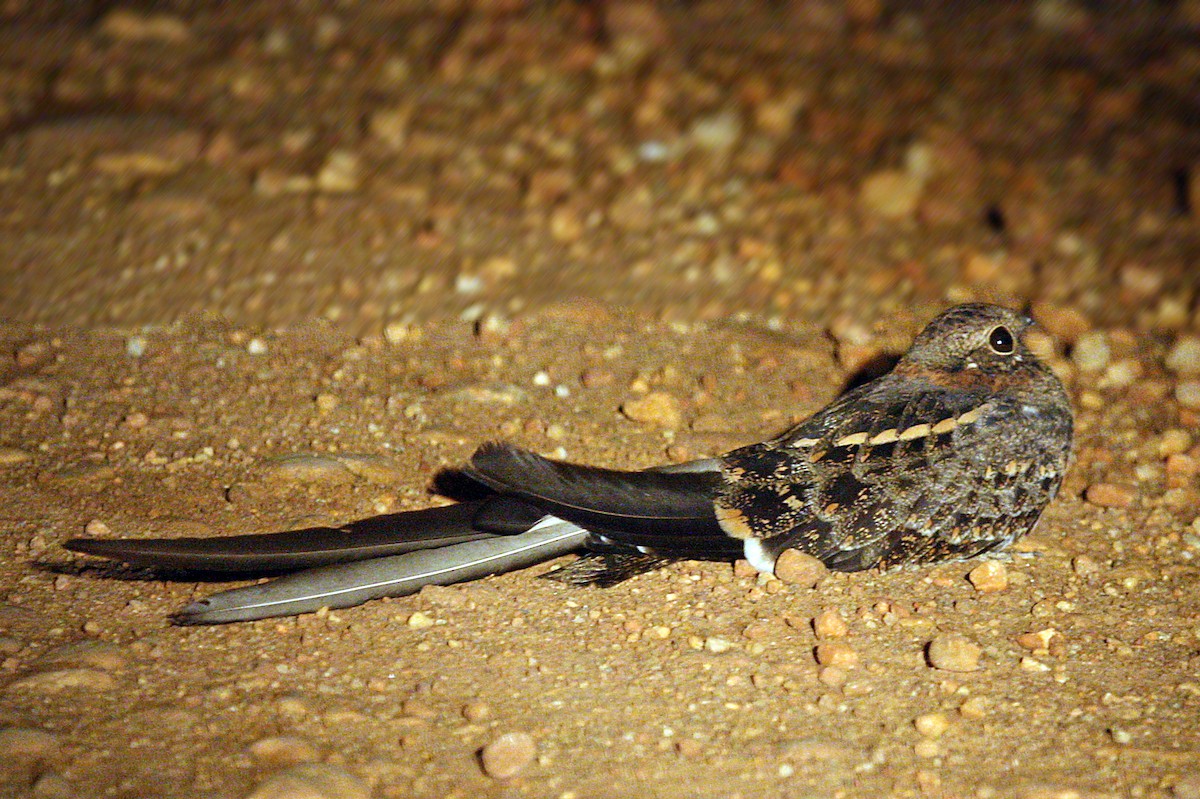 Long-tailed Nightjar - ML642010162