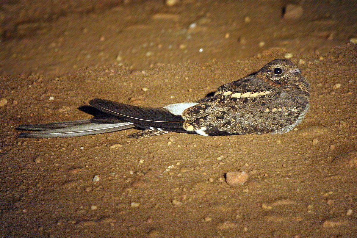 Long-tailed Nightjar - ML642010164