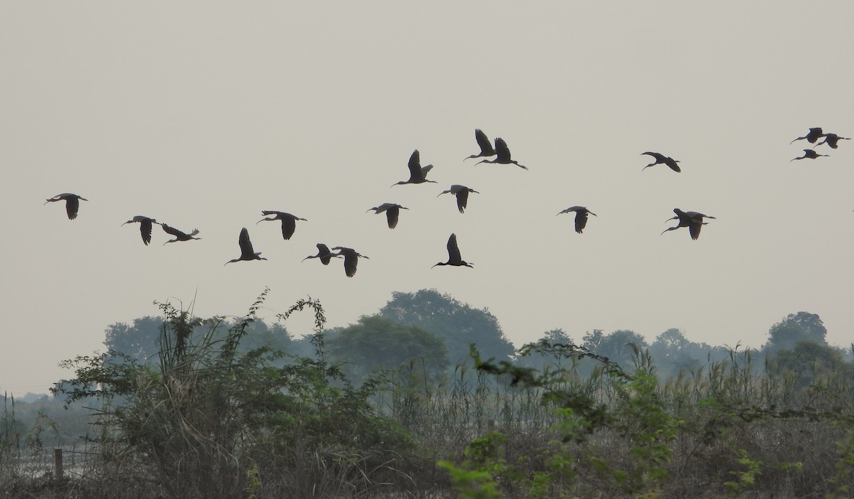 Ibis falcinelle - ML642010186