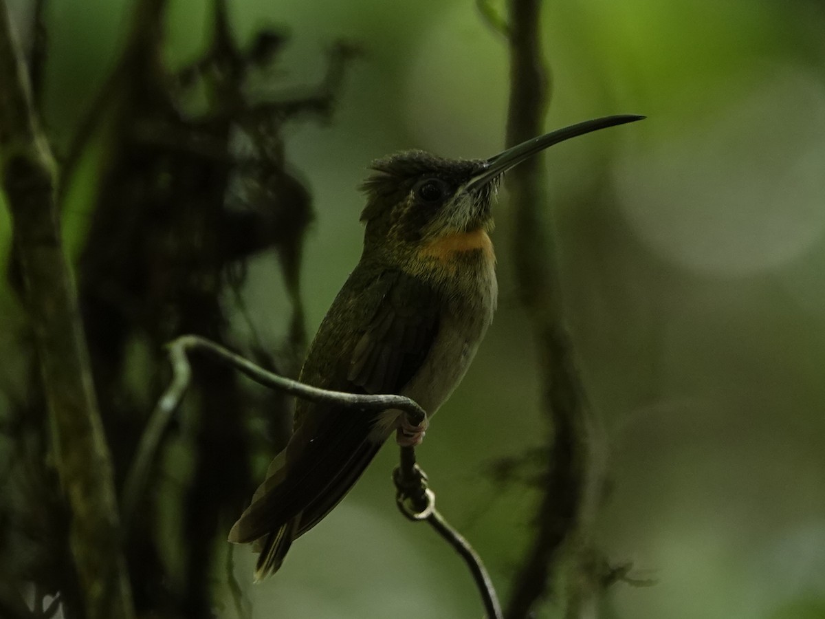 Pale-tailed Barbthroat - ML642010195