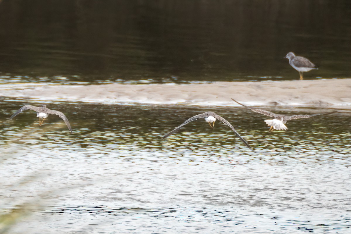 Greater Yellowlegs - ML642010223