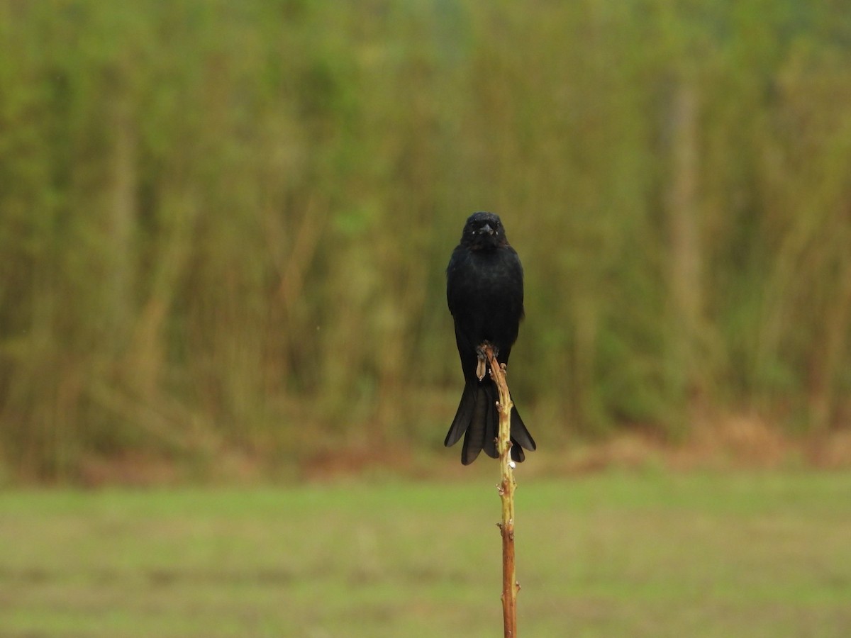 Black Drongo - ML642010227