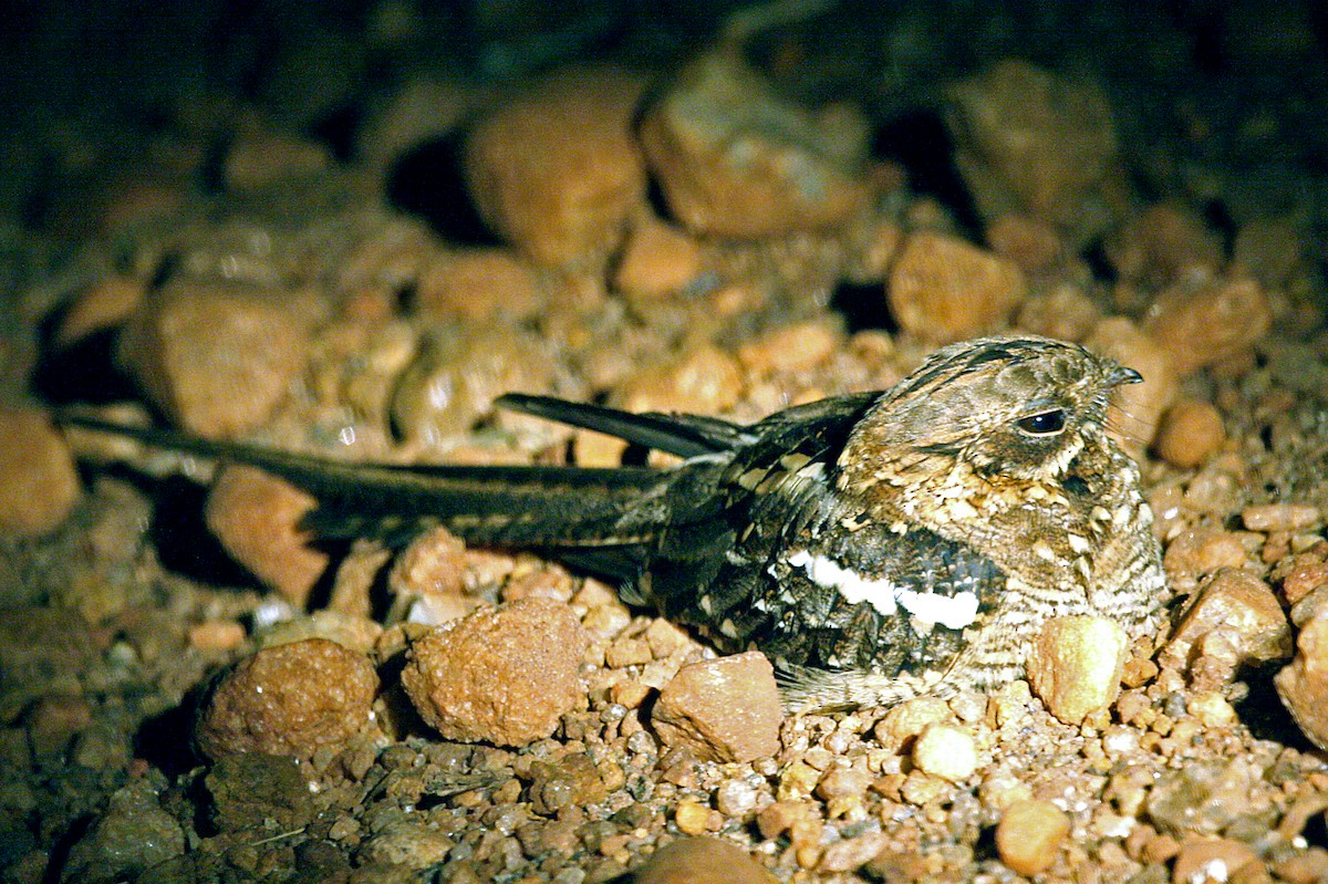 Slender-tailed Nightjar - ML642010229