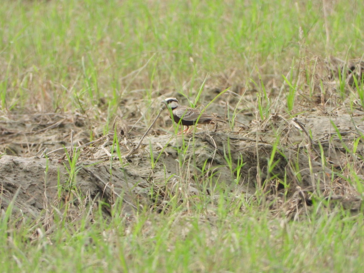 Ashy-crowned Sparrow-Lark - ML642010237
