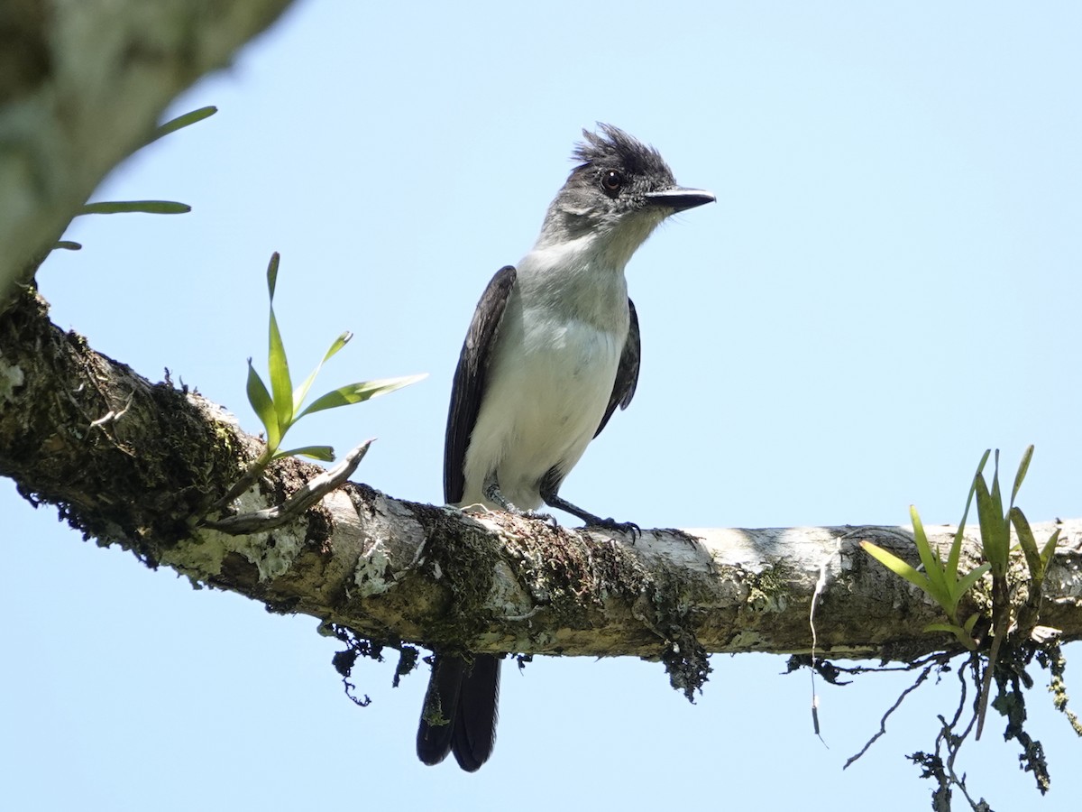 White-rumped Sirystes - ML642010238