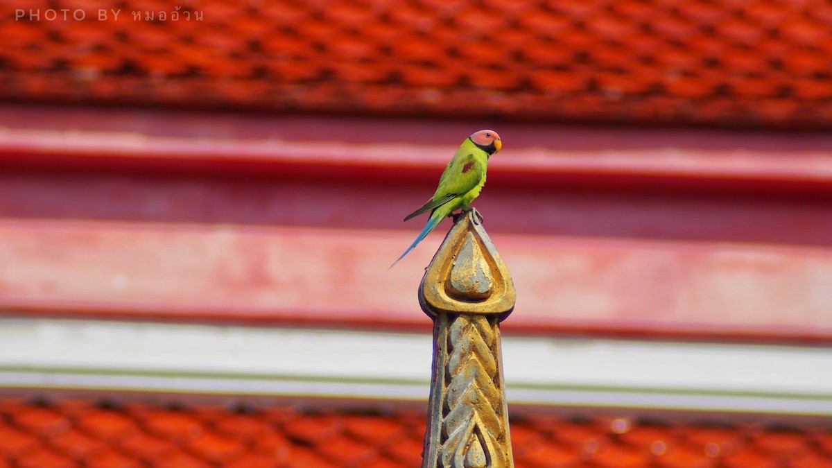 Blossom-headed Parakeet - ML642010247