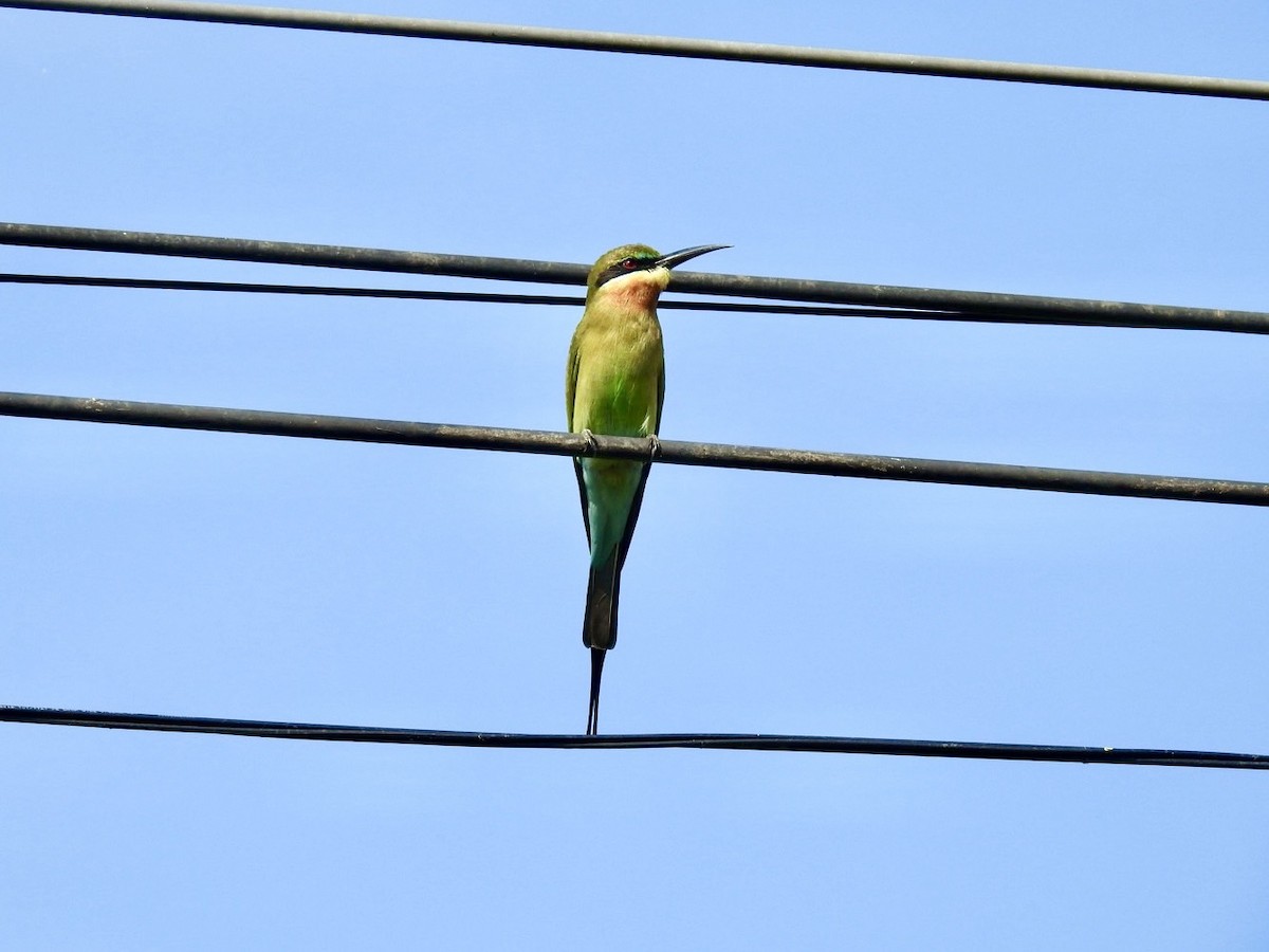 Blue-tailed Bee-eater - ML642010252