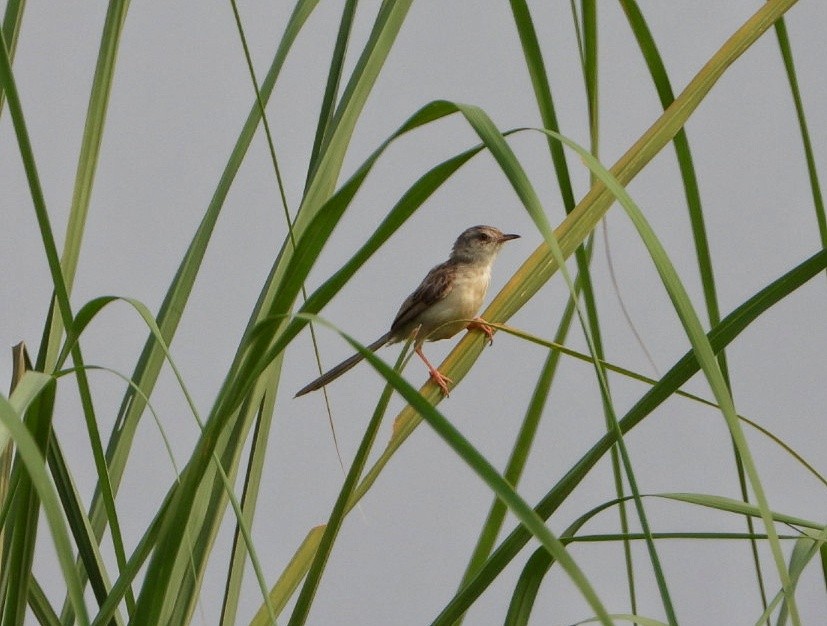 Prinia fina - ML642010255