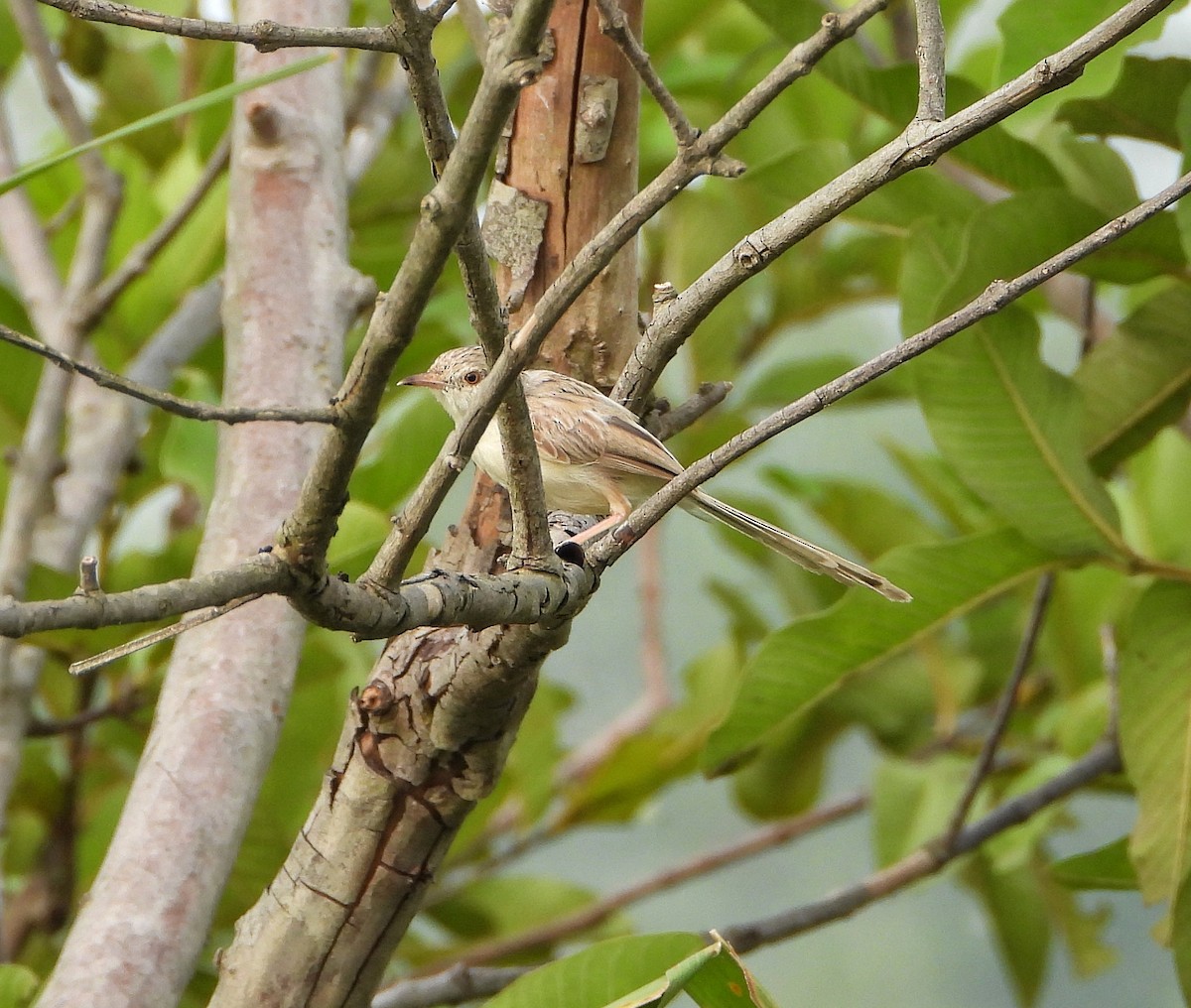 Prinia fina - ML642010256