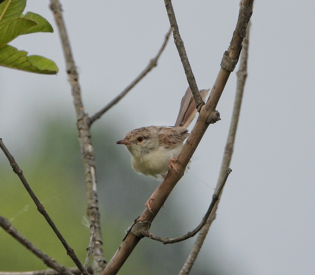 Prinia fina - ML642010257