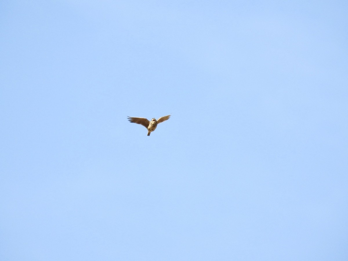 Oriental Skylark - ML642010259