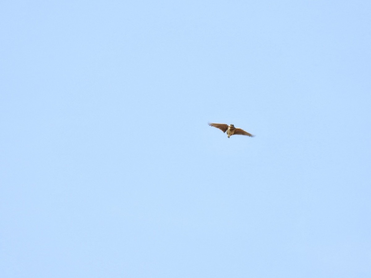 Oriental Skylark - ML642010260
