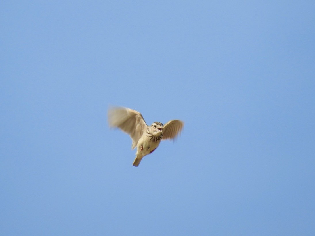 Oriental Skylark - ML642010261