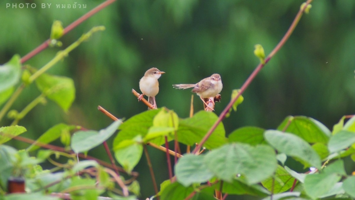 Plain Prinia - ML642010266